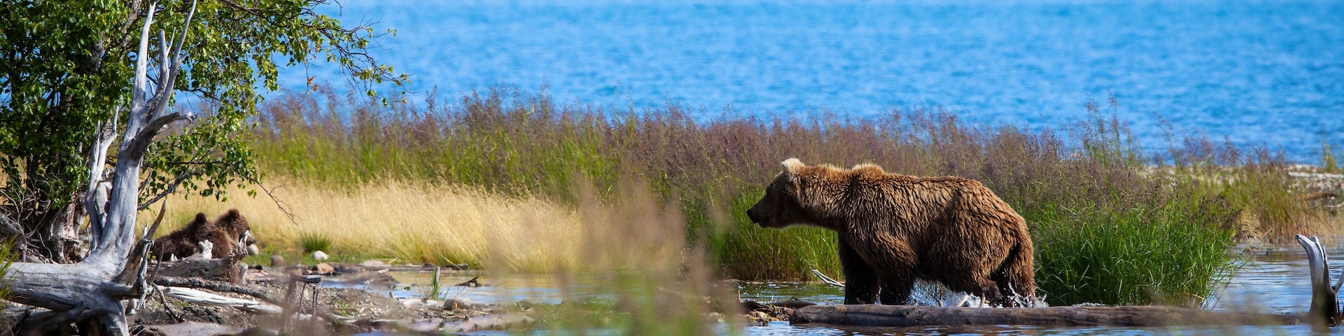 A brown bear sow returns to her cubs on the shore after fishing in Brooks River, Katamai National Park, Alaska
