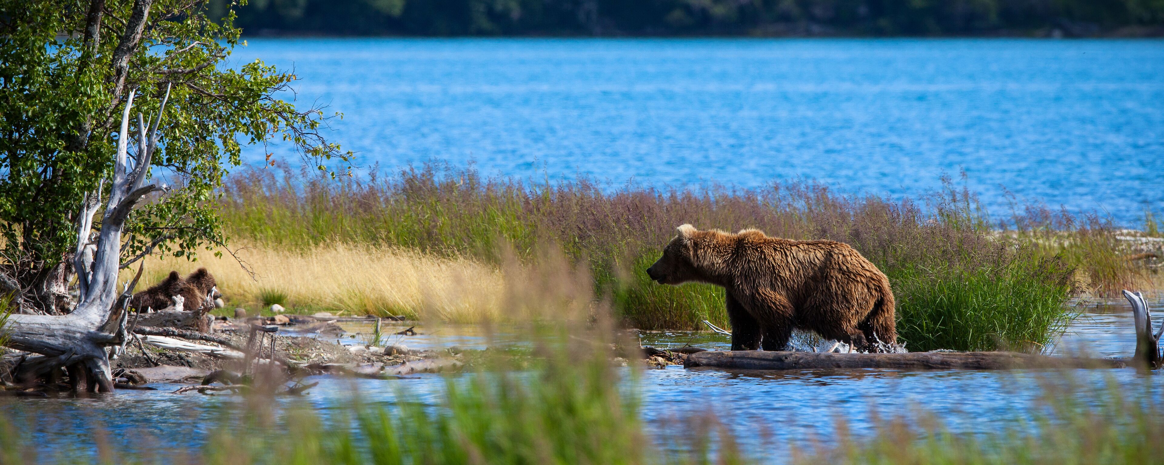 A bear walking through a shallow water area with a forest and a lake in the background.