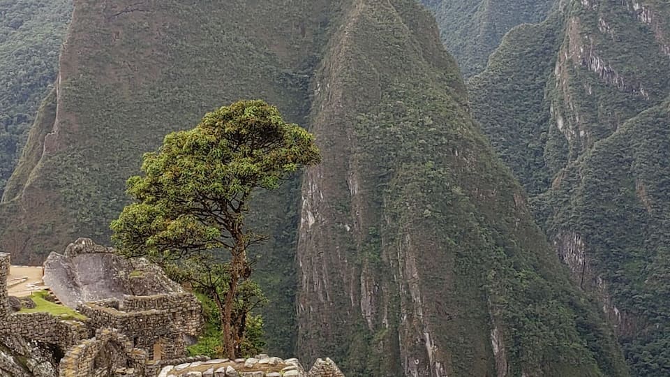 The ruins of Machu Picchu with a prominent tree in the foreground and steep mountain cliffs in the background.