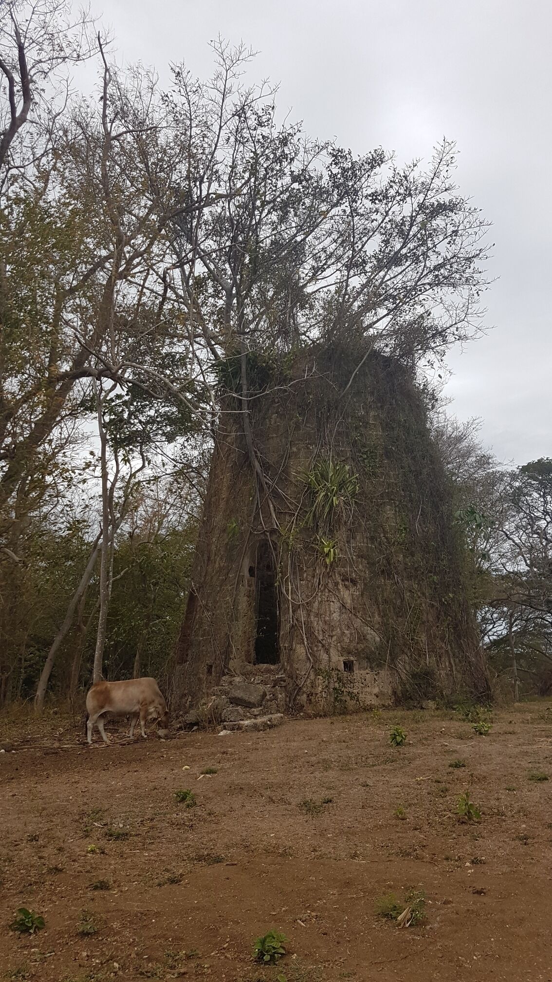 One of two Sugar Mills towers (next to each other), on the land boarding with the Golden Grove Estate. Nearby ruins of the sugar factory dated 17th Century. Pic from La Tartaruga exhibit.