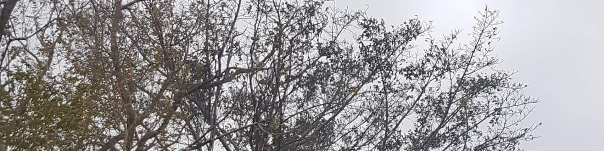 One of two Sugar Mills towers (next to each other), on the land boarding with the Golden Grove Estate. Nearby ruins of the sugar factory dated 17th Century. Pic from La Tartaruga exhibit.