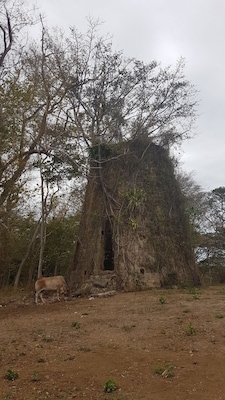 One of two Sugar Mills towers (next to each other), on the land boarding with the Golden Grove Estate. Nearby ruins of the sugar factory dated 17th Century. Pic from La Tartaruga exhibit.