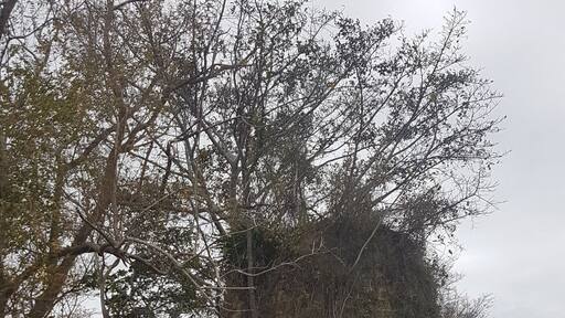 One of two Sugar Mills towers (next to each other), on the land boarding with the Golden Grove Estate. Nearby ruins of the sugar factory dated 17th Century. Pic from La Tartaruga exhibit.