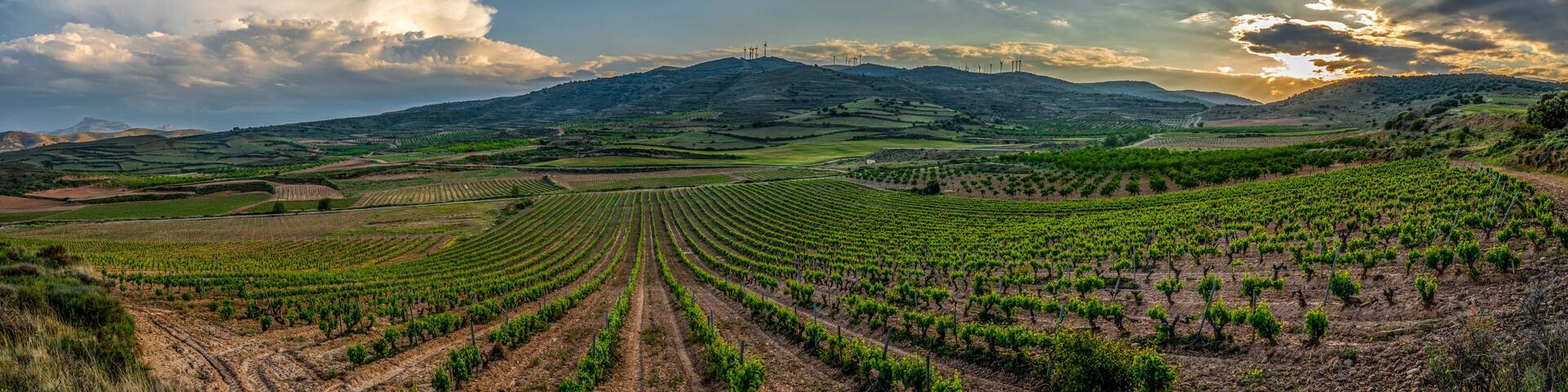 A vineyard with rows of grapevines under a cloudy sky.