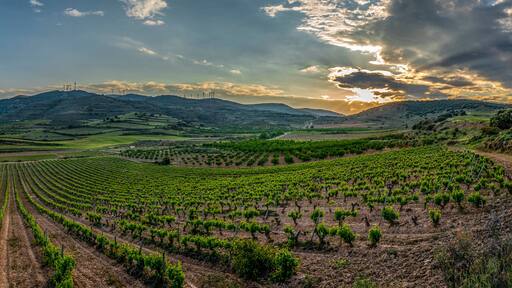 sunset in the vineyards vines in spring