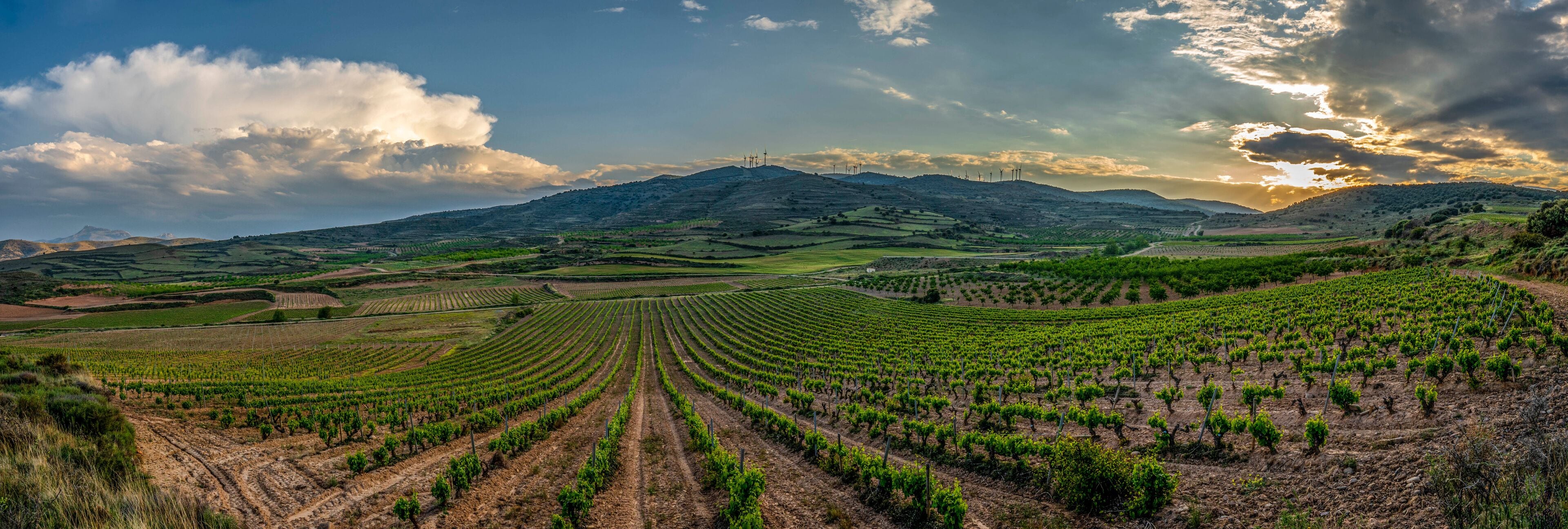 A vineyard with rows of grapevines under a cloudy sky.