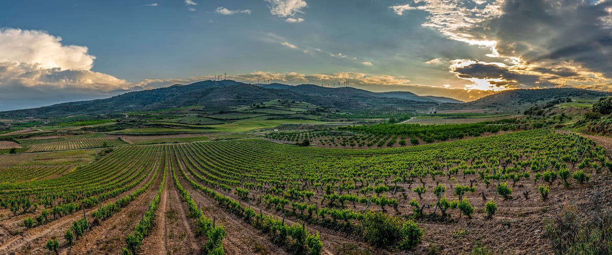 A vineyard with rows of grapevines under a cloudy sky.