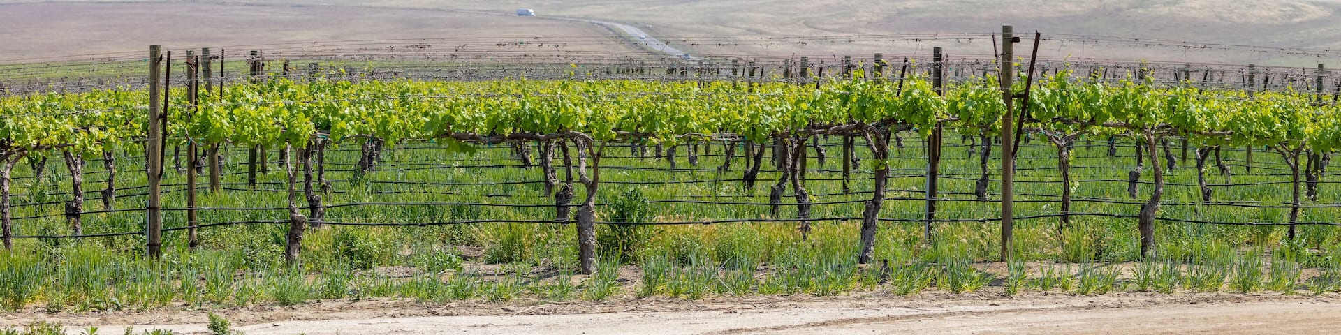 Panoramic view of Vineyards near Bakersfield, California.
