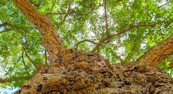 Big old pecan tree - hickory