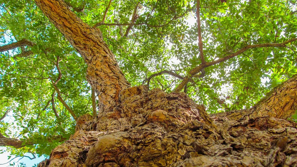 Big old pecan tree - hickory (Carya illinoinensis).
Perspective view up of so-called American walnut tree with branches and green foliage in early autumn. Pecan - official symbol of Texas.