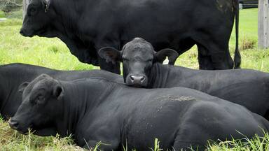 Driving in the South of the North Island of New Zealand, we spotted these wonderful animals enjoying the day.