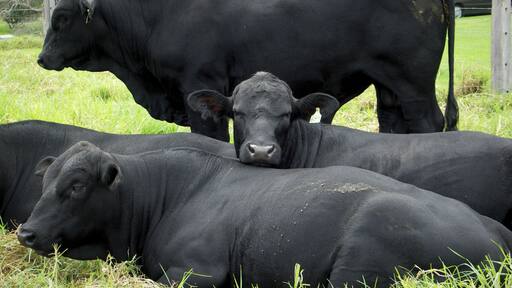 Driving in the South of the North Island of New Zealand, we spotted these wonderful animals enjoying the day.
