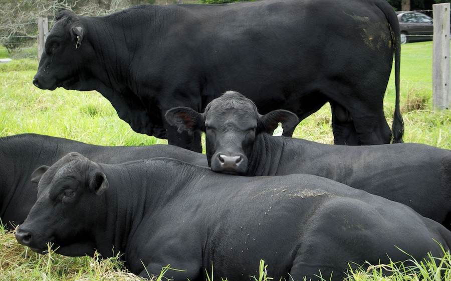 Driving in the South of the North Island of New Zealand, we spotted these wonderful animals enjoying the day.