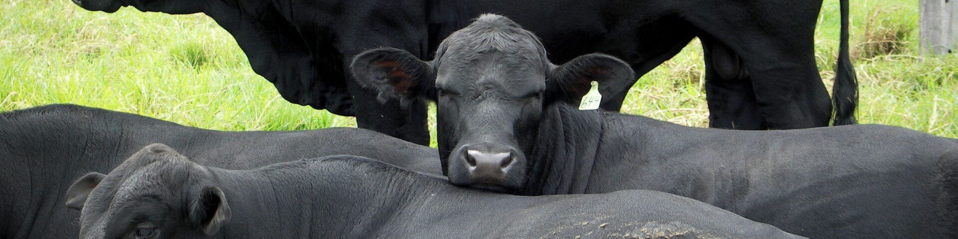 Driving in the South of the North Island of New Zealand, we spotted these wonderful animals enjoying the day.
