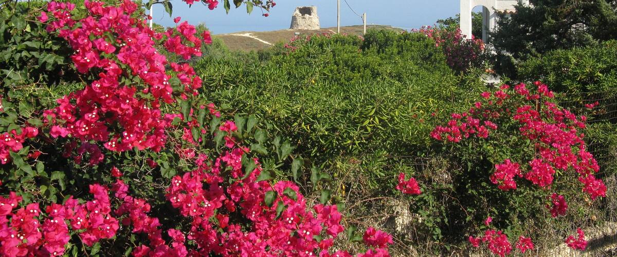 A landscape with vibrant pink bougainvillea flowers, a stone tower, and a white building with a red-tiled roof.