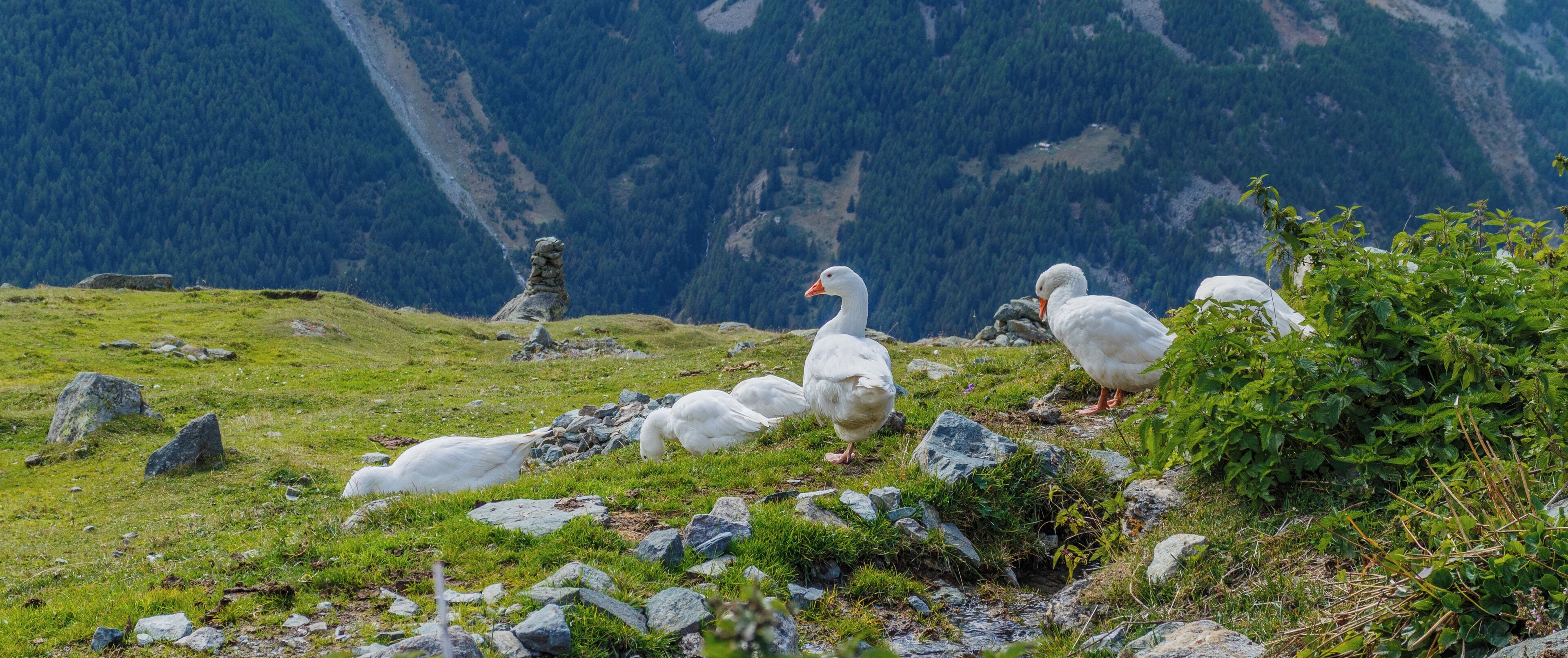 Farm Arpisson (2327 m.) Above Gimillan Cogne Valley (Italy). Geese at the farm.