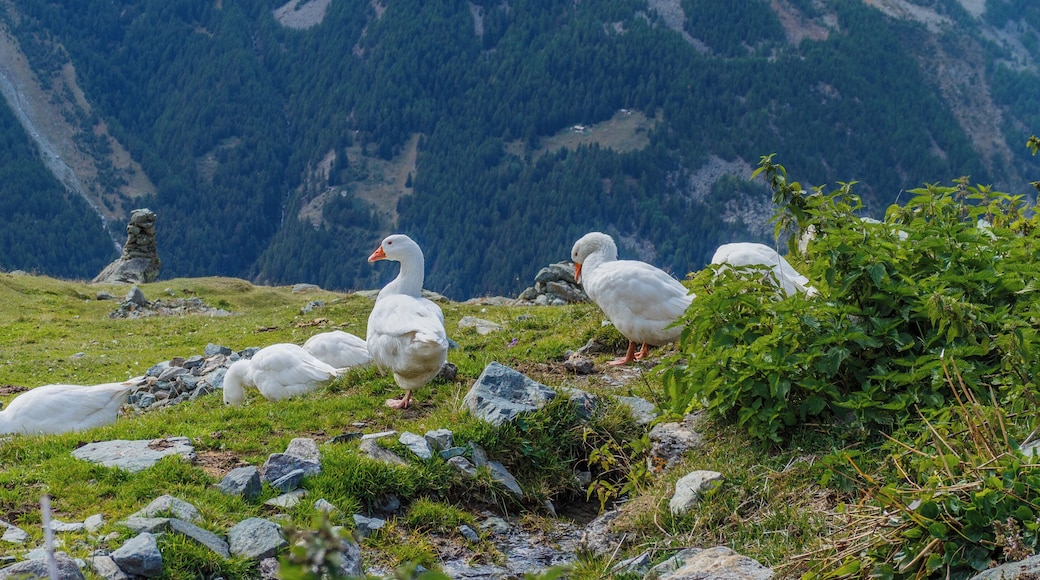 Farm Arpisson (2327 m.) Above Gimillan Cogne Valley (Italy). Geese at the farm.