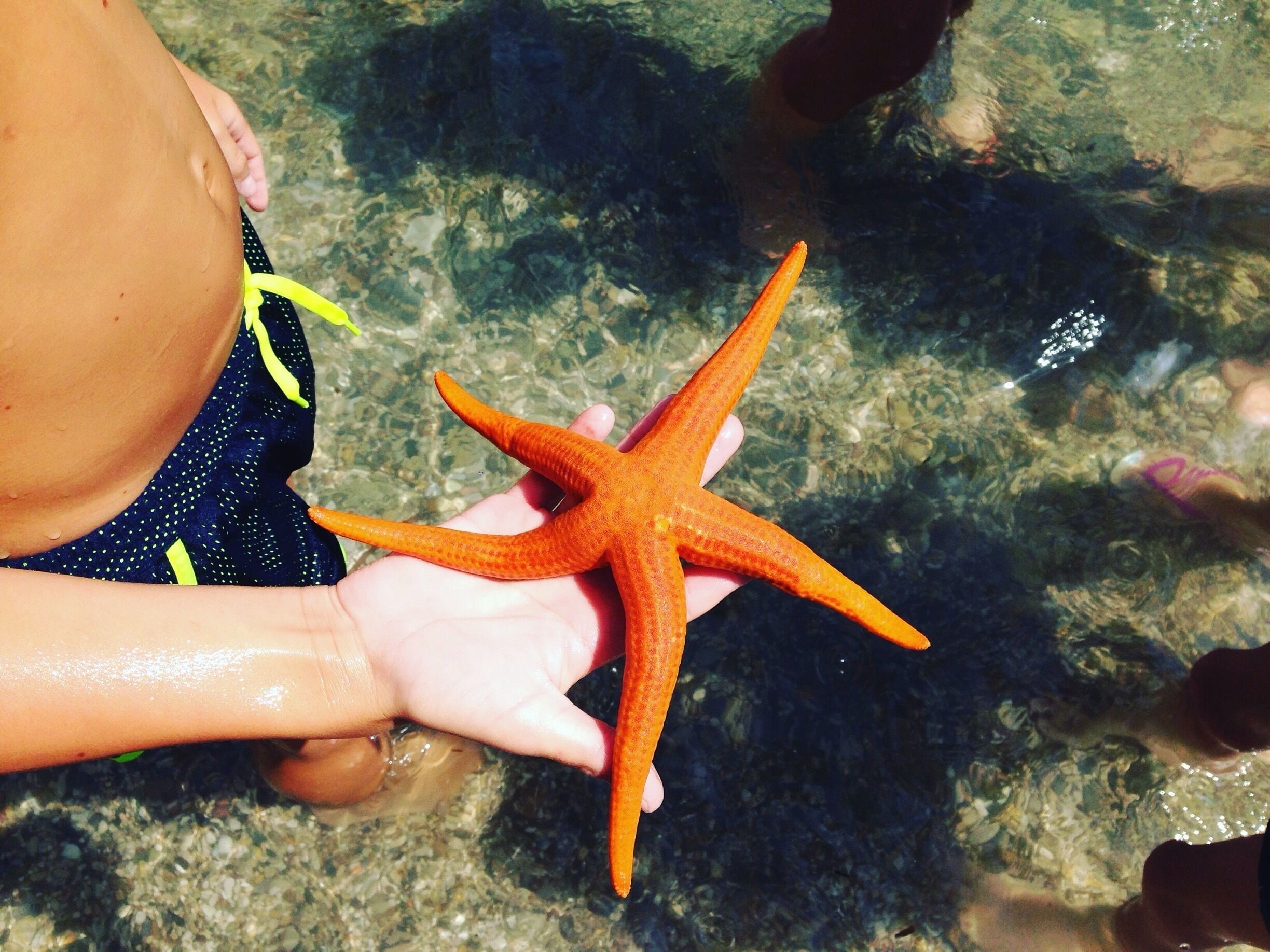 A sea star in Capo d'Arco, Elba island 😍🍉 #EndlessSummer
