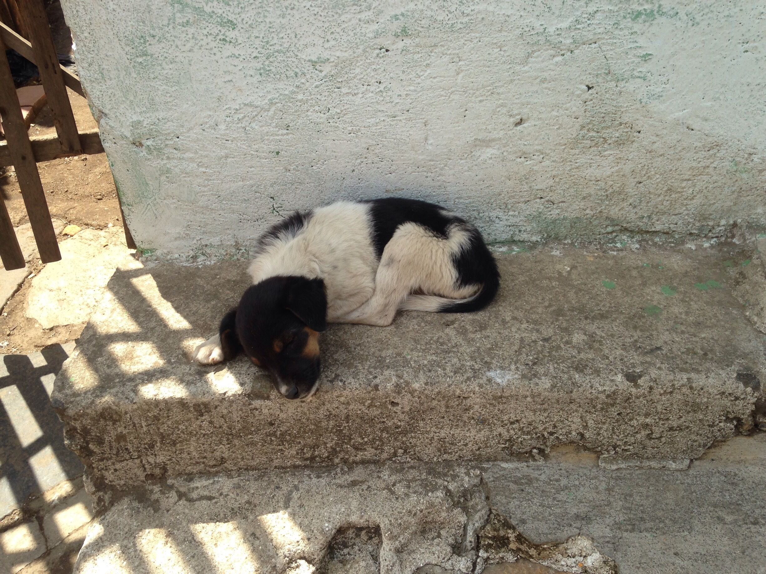 Wild dogs everywhere. Sometimes they are really tempting to pet.. 

#guatemala #centralamerica 