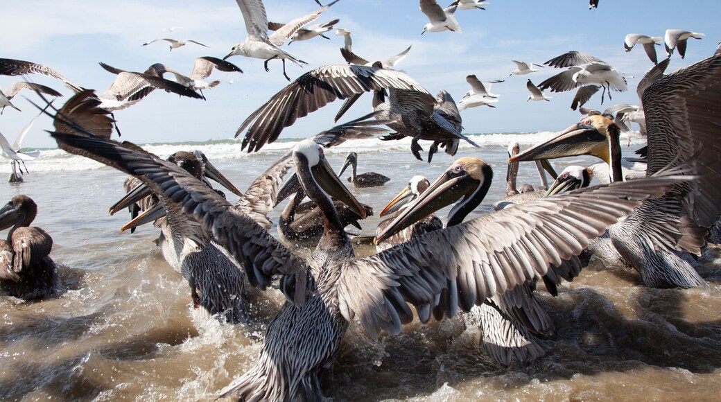 Shorebirds Ecuador Beach wild