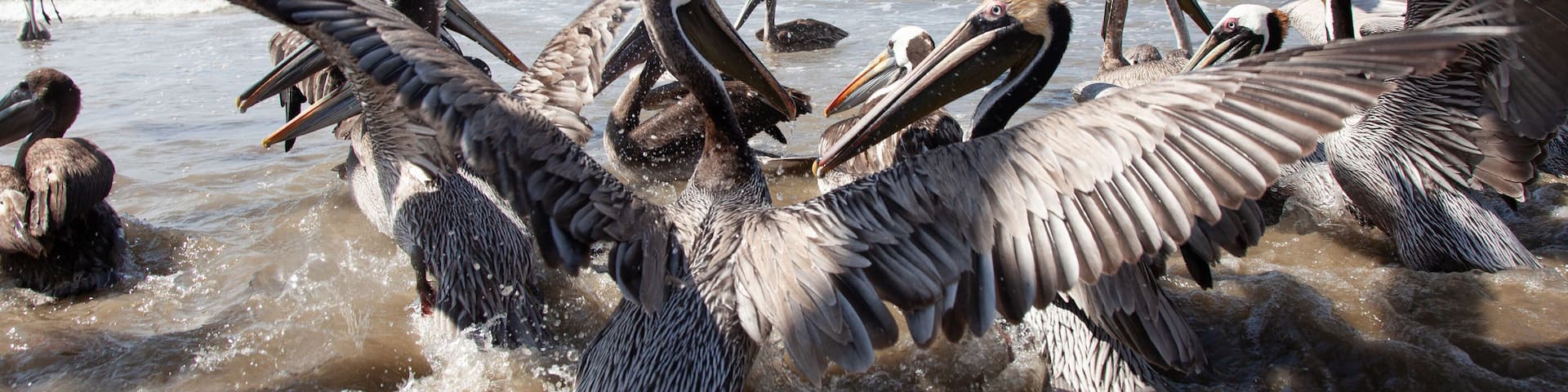 Shorebirds Ecuador Beach wild