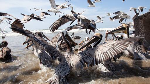 بونتا بلانكا