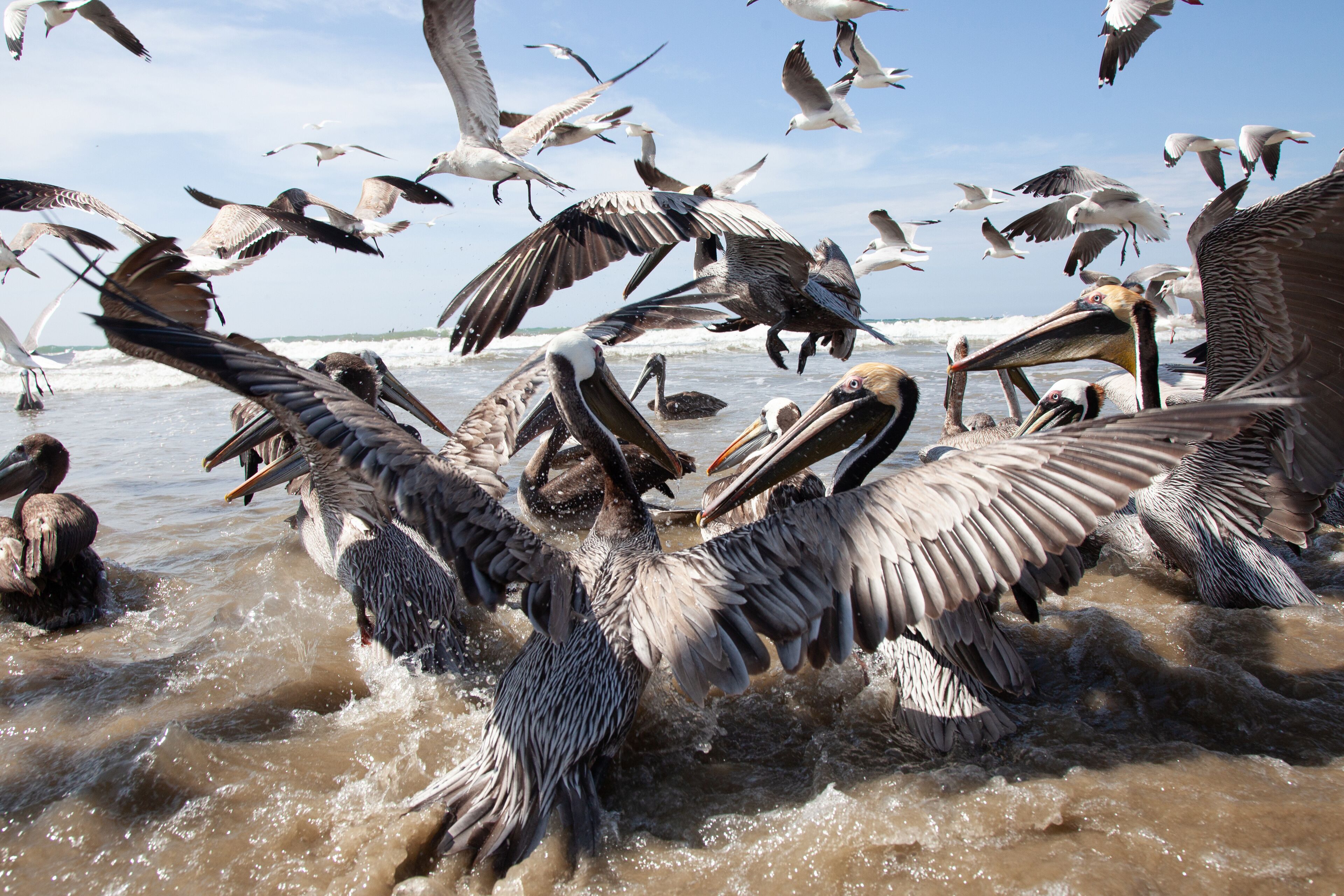 Pelicans flying over a body of water.
