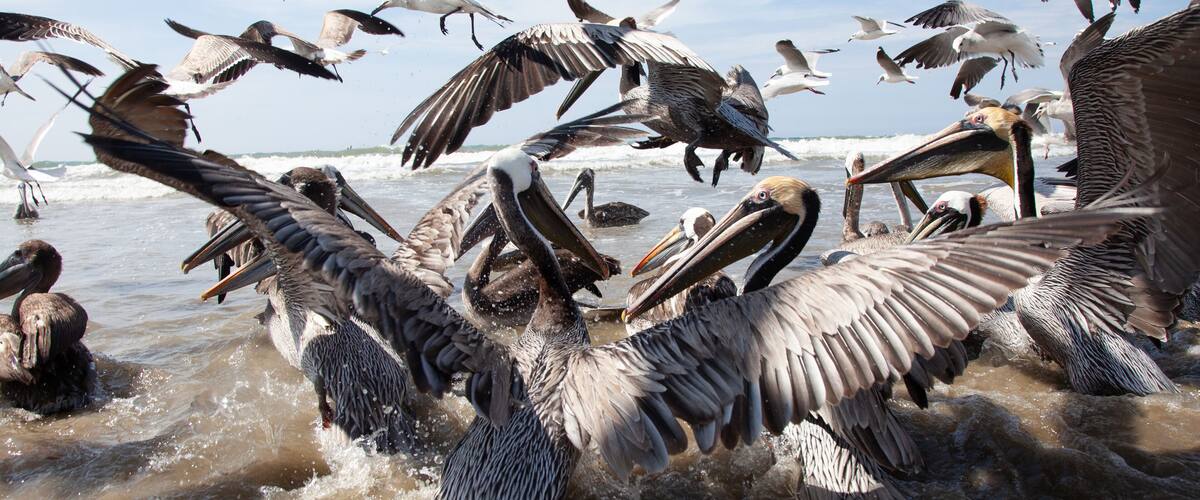 Pelicans flying over a body of water.