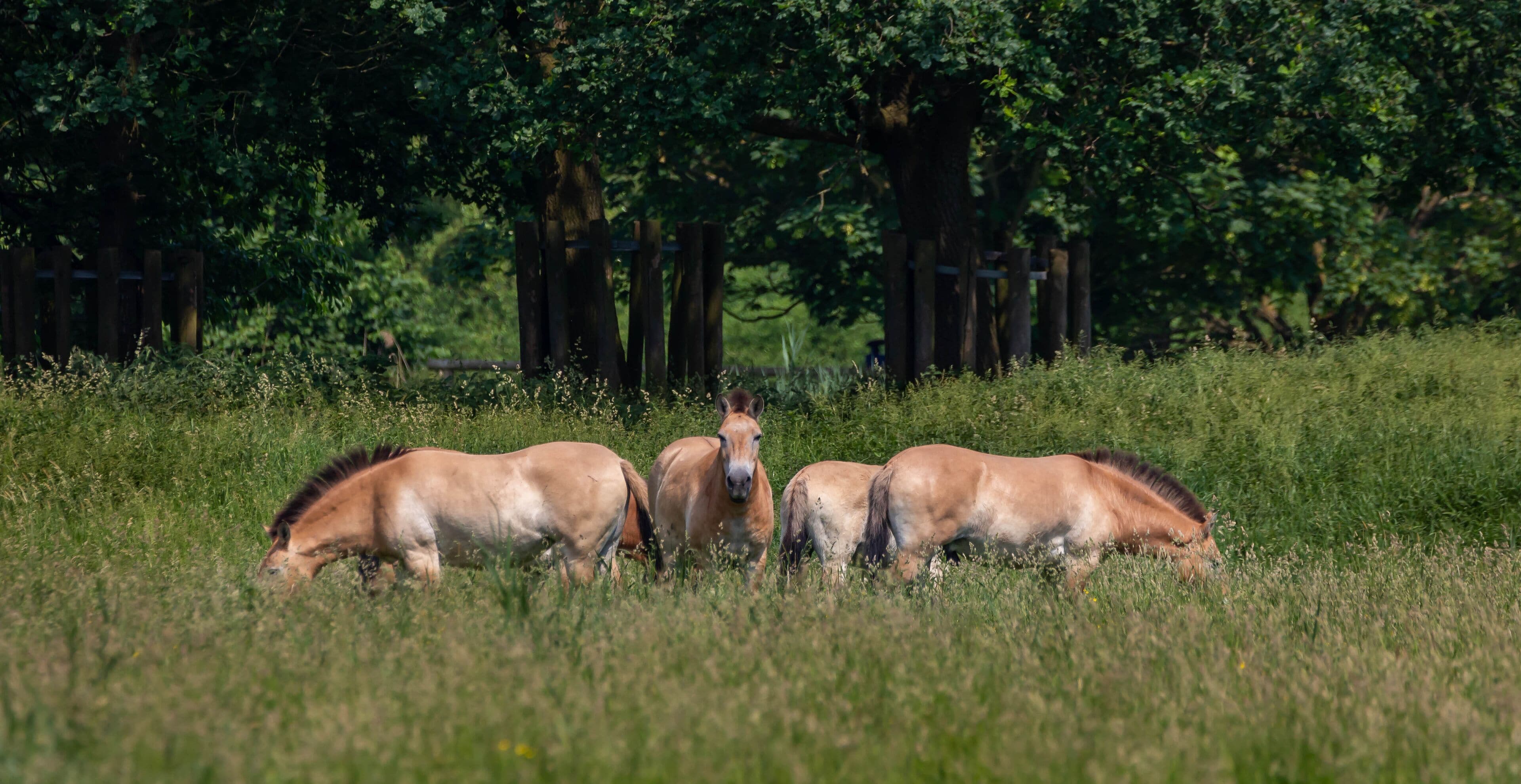 Przewalski horse Netherlands