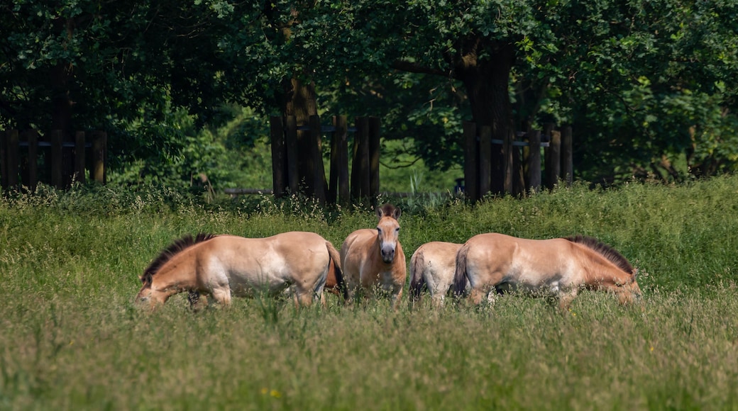 Przewalski horse Netherlands