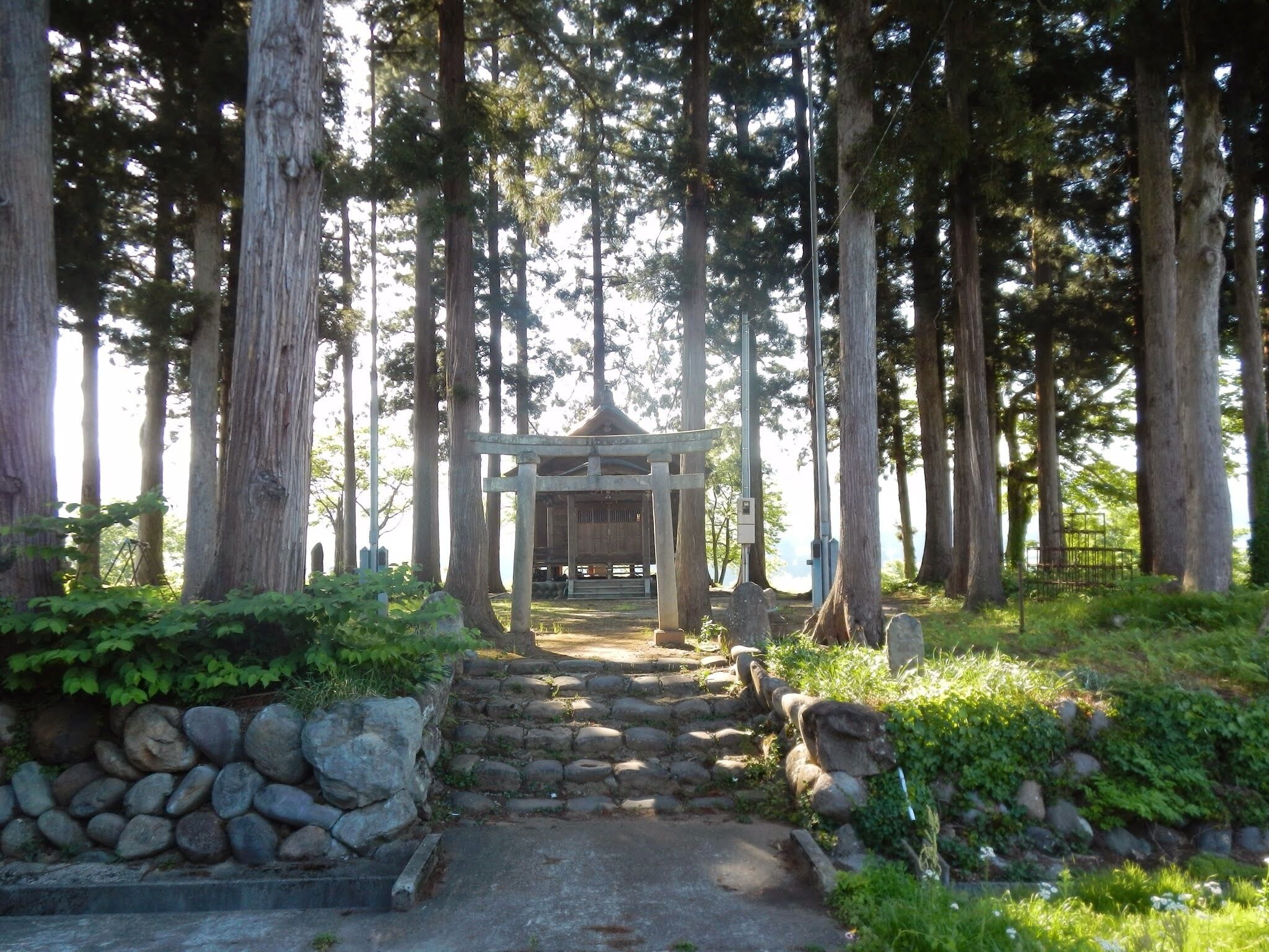 A traditional Japanese torii gate surrounded by tall trees and a stone pathway leading to it.