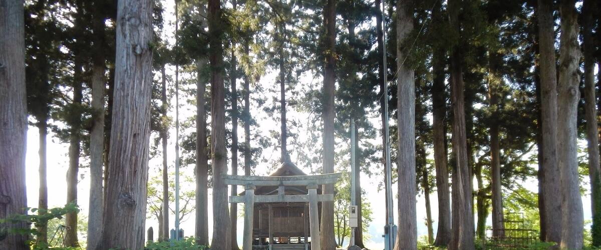 A traditional Japanese torii gate surrounded by tall trees and a stone pathway leading to it.