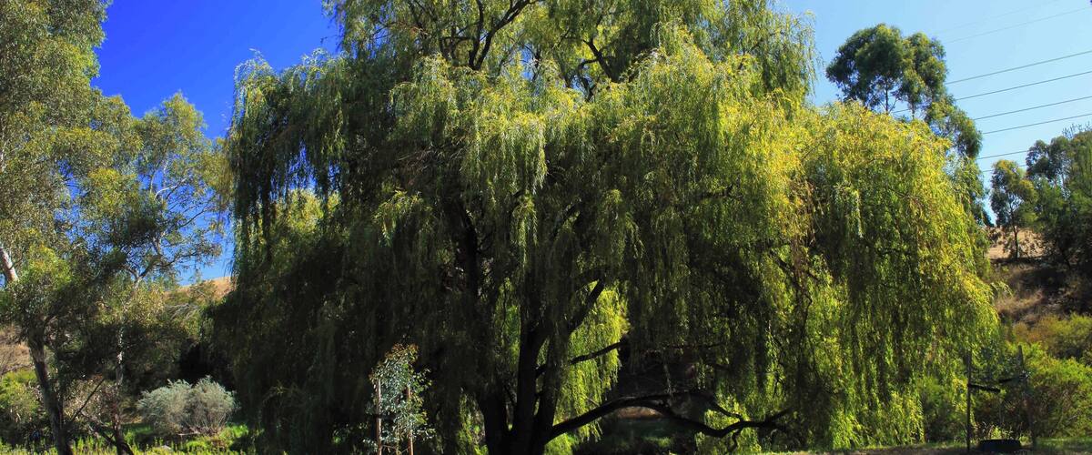 Merry Creek Trail.
This a beautiful spot on the Merri Creek Trail. EOS 1300D, 18-55mm
#canon #citylife #australia #melbourne #dslr #landscapephotography #1855mm #ig_australia