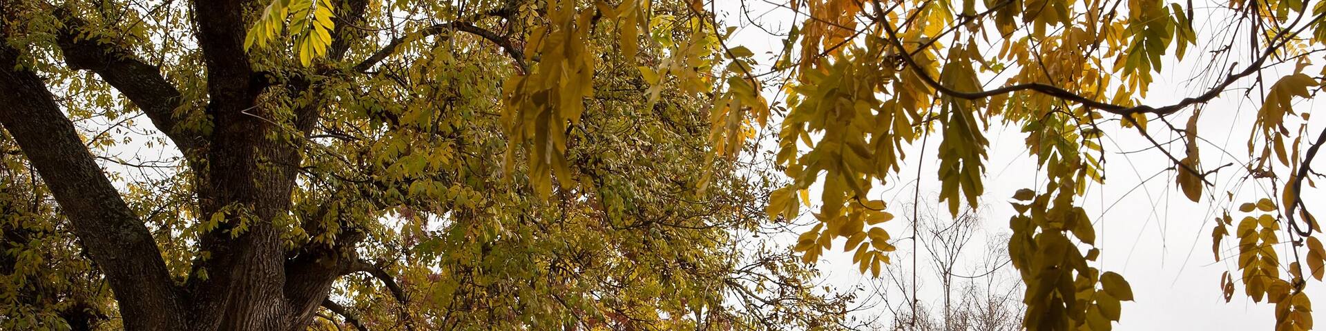 Autumn at the historic Statuary Pavilion (c1887) in the Ballarat Botanic Gardens in Victoria, Australia.