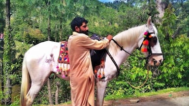 You got to love those traditionaly decorated horses ...and this one is such a beauty.MashAllah