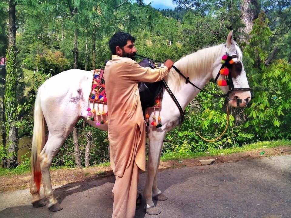 A man leading a white horse with colorful decorations along a road surrounded by greenery.