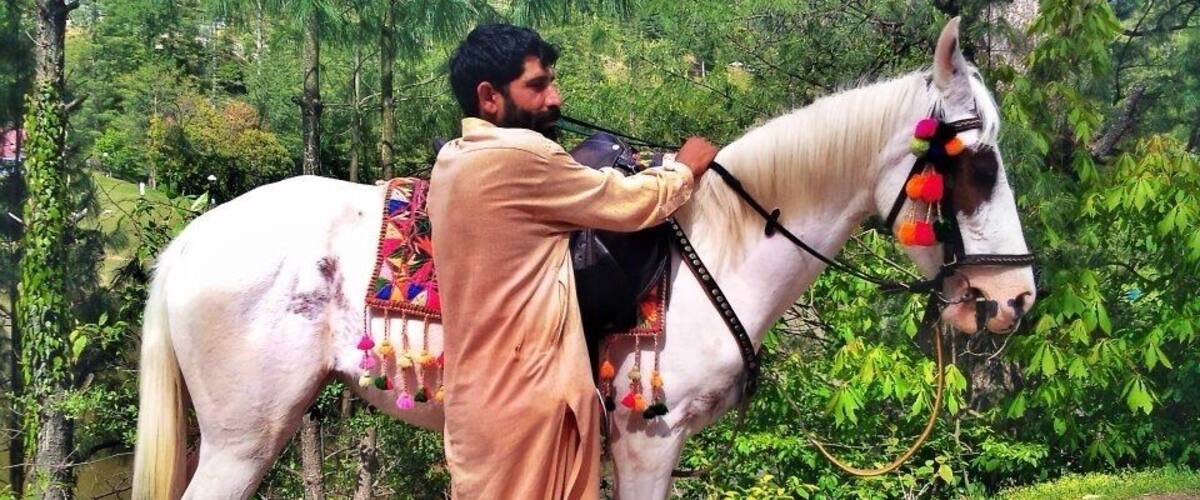 A man leading a white horse with colorful decorations along a road surrounded by greenery.