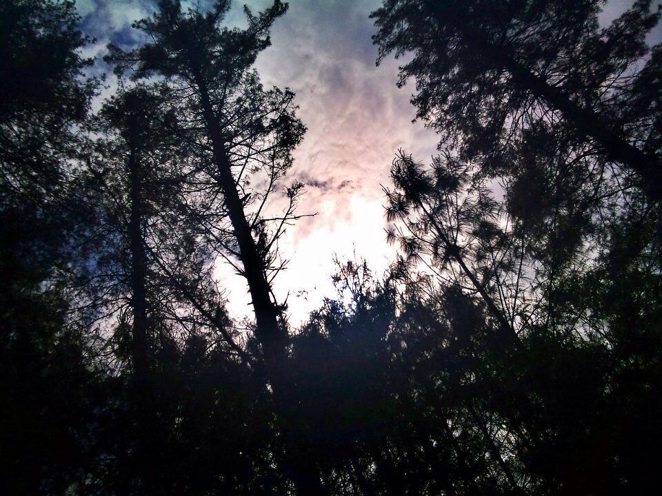 Up up up and awayyy..got to love "sky view through trees" shot.