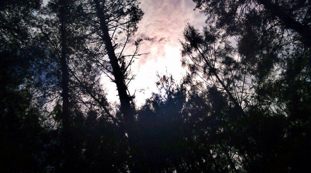 Up up up and awayyy..got to love "sky view through trees" shot.