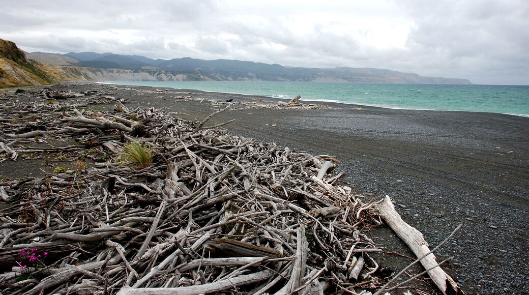Whangaimoana beach in February.