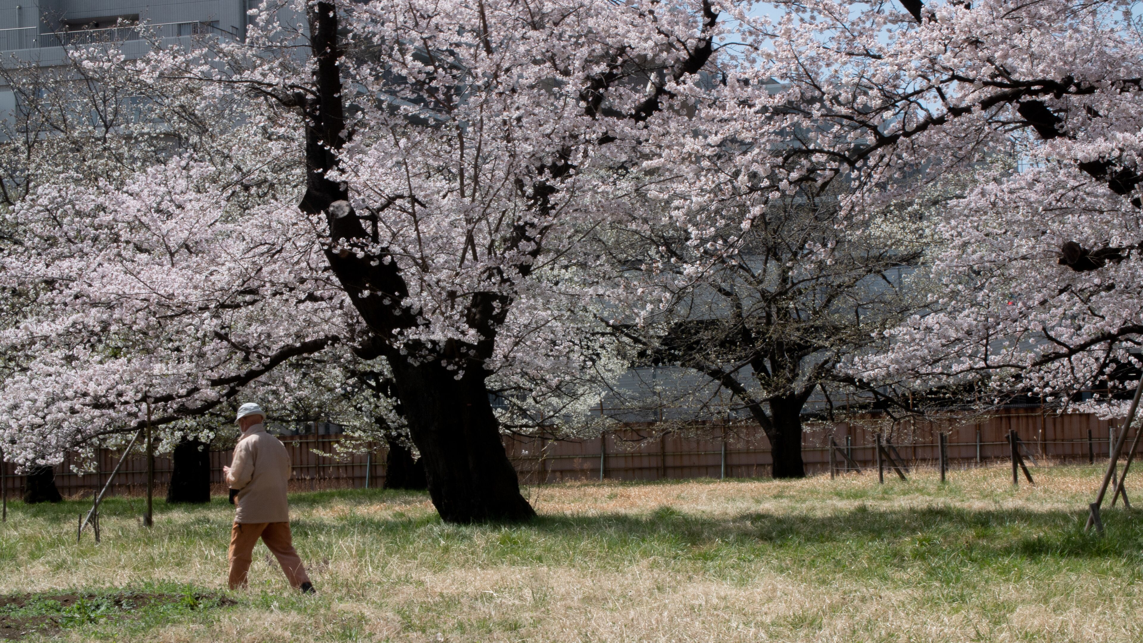 Asian person walking under sakura cherry blossom trees