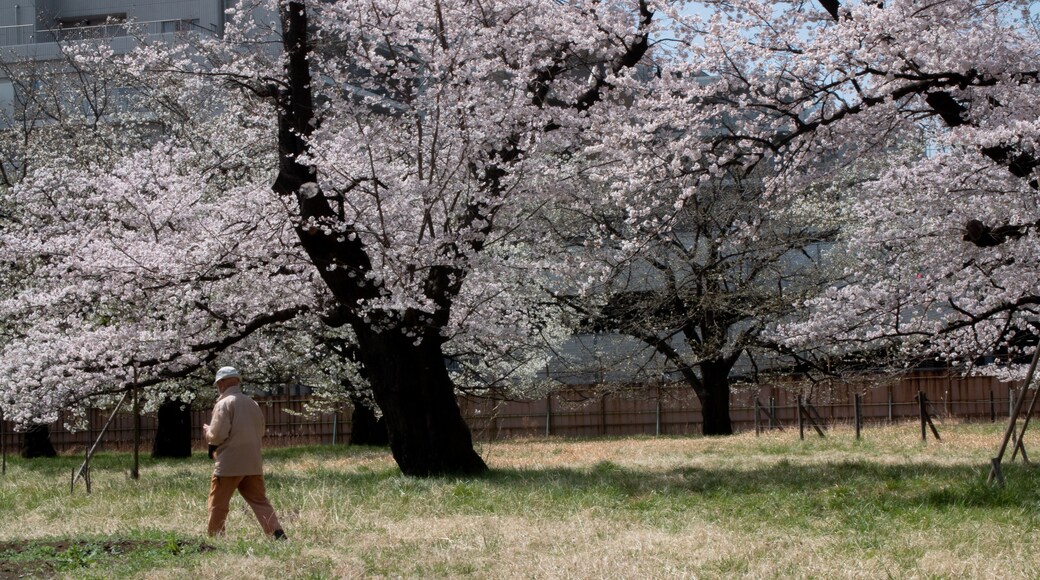 Asian person walking under sakura cherry blossom trees