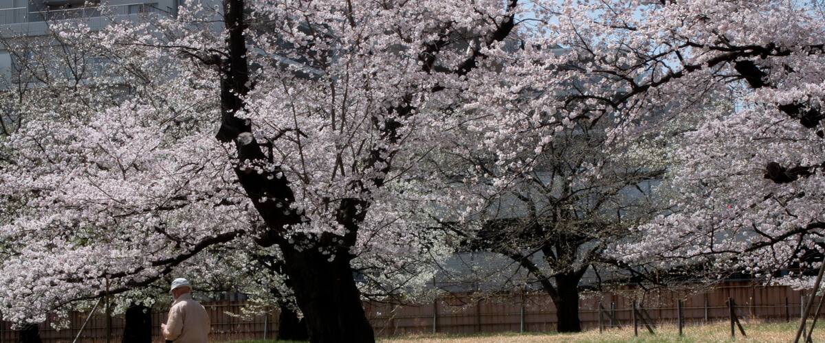 Asian person walking under sakura cherry blossom trees