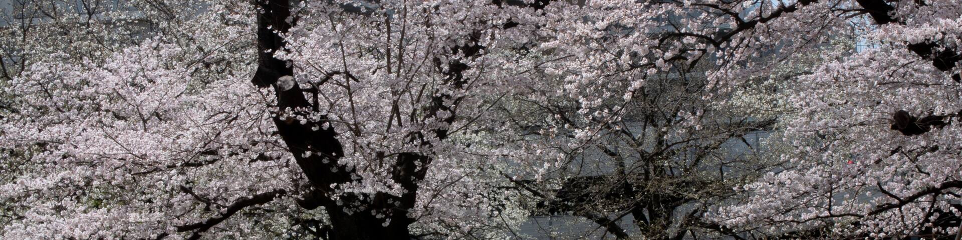 Asian person walking under sakura cherry blossom trees