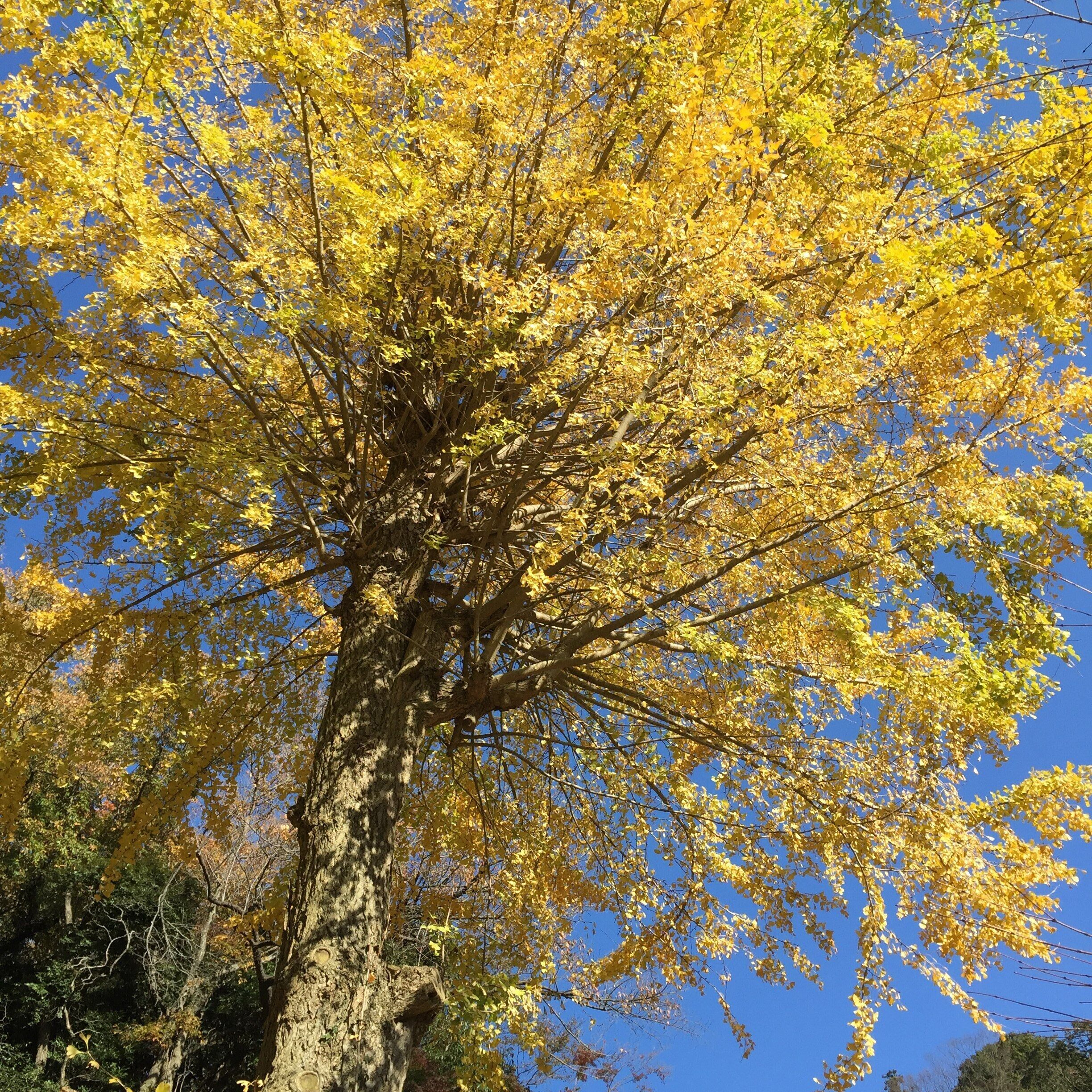 Yamanouchi, Kamakura, Kanagawa Prefecture 247-0062, Japan
