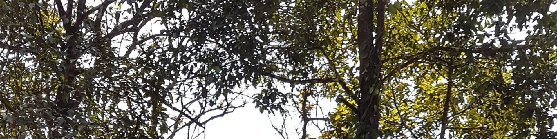 A weekend to remember at Wayanad WILD Resorts