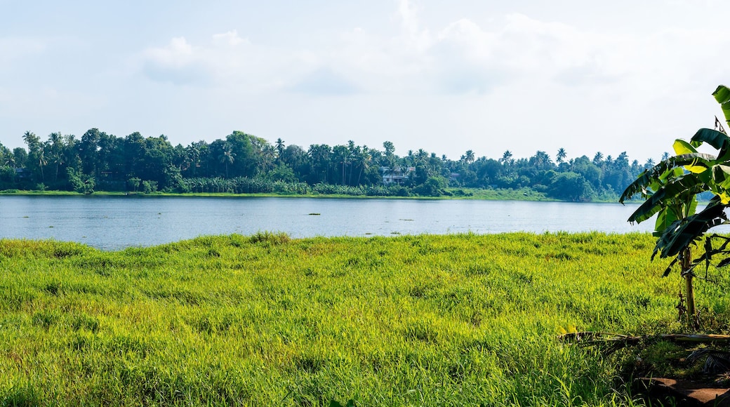 Panoramic river view in Kerala's Backwaters, India.