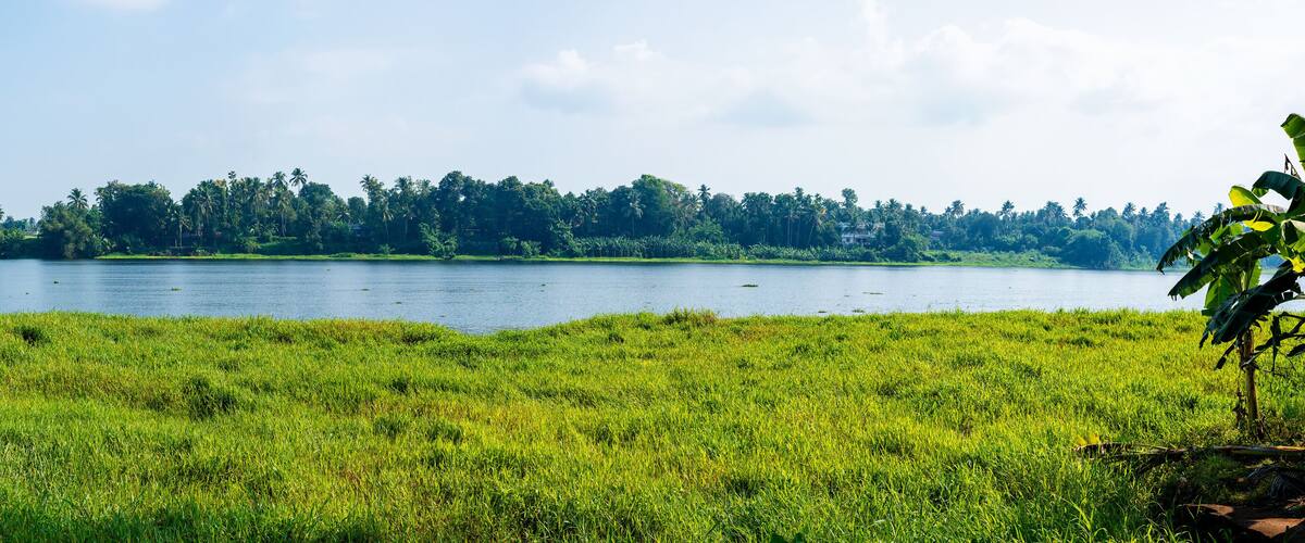 A calm lake surrounded by lush greenery and palm trees.