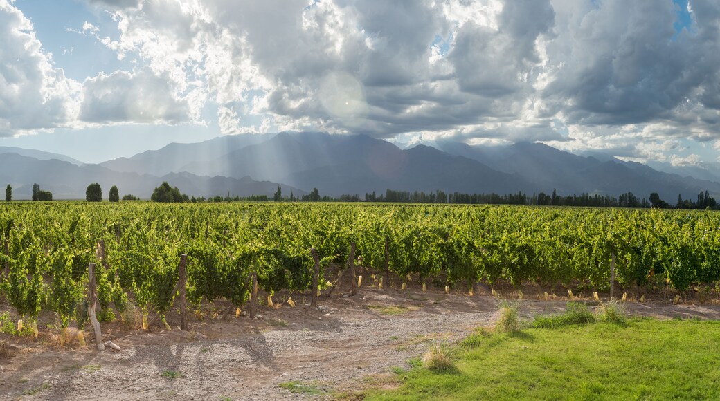 Viñedo verde, arboles y montañas de fondo, con rayos de sol entrando en el cielo celeste con nubes blancas.