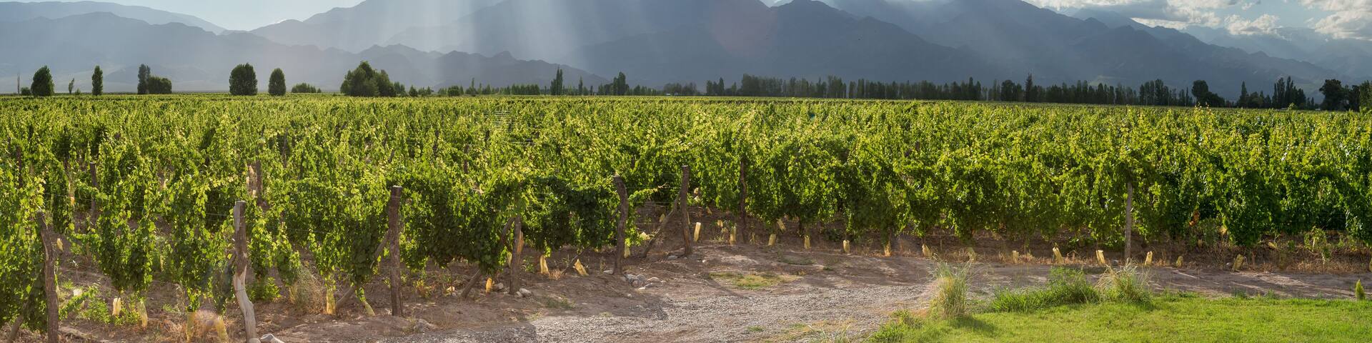 Viñedo verde, arboles y montañas de fondo, con rayos de sol entrando en el cielo celeste con nubes blancas.